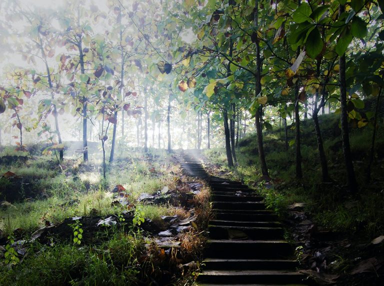 Steps leading up through woodland into light, symbolising a path to manifestation mastery